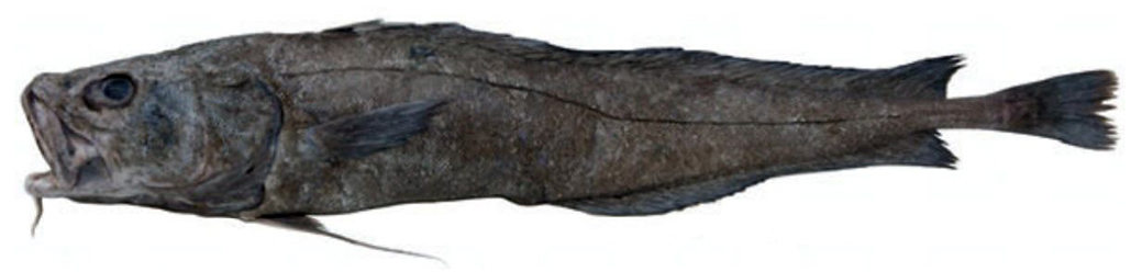 Lepidion schmidti_03.jpg